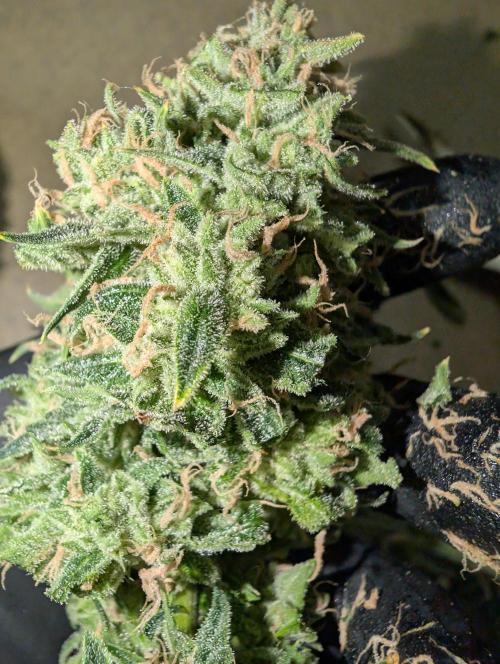 All Gas OG Auto by Humboldt. Week 8