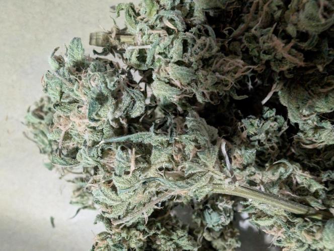 All Gas OG Auto by Humboldt. Week 8