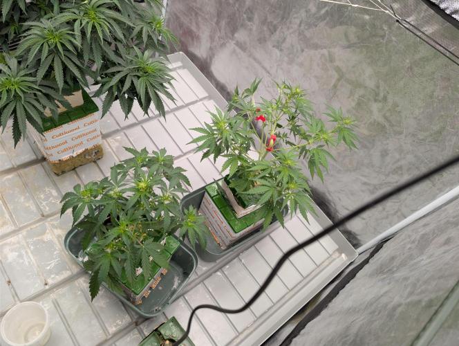 OG Kush by Humboldt. Week 1