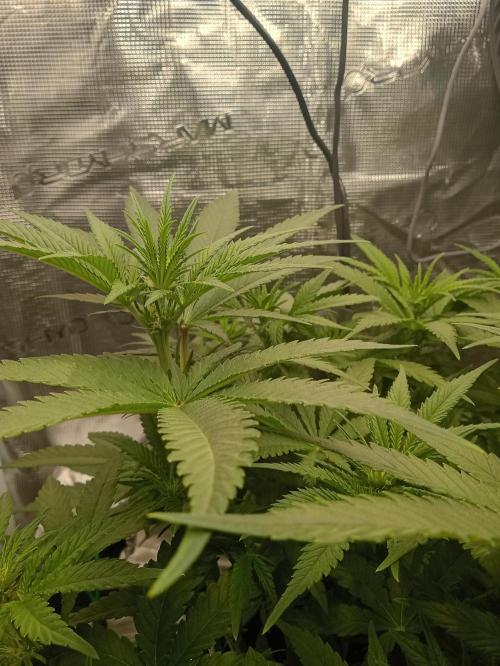 Serendipity Grow #1 - OG Orange. Week 6