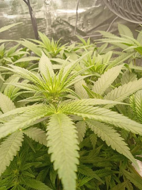 Serendipity Grow #1 - OG Orange. Week 6