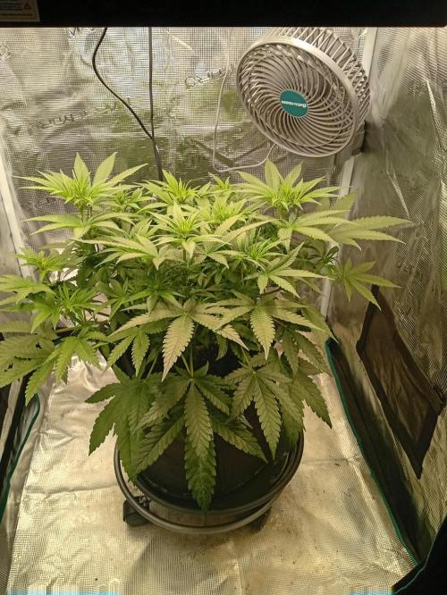 Serendipity Grow #1 - OG Orange. Week 6