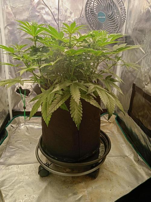 Serendipity Grow #1 - OG Orange. Week 6