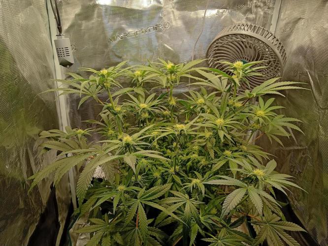 Serendipity Grow #1 - OG Orange. Week 7