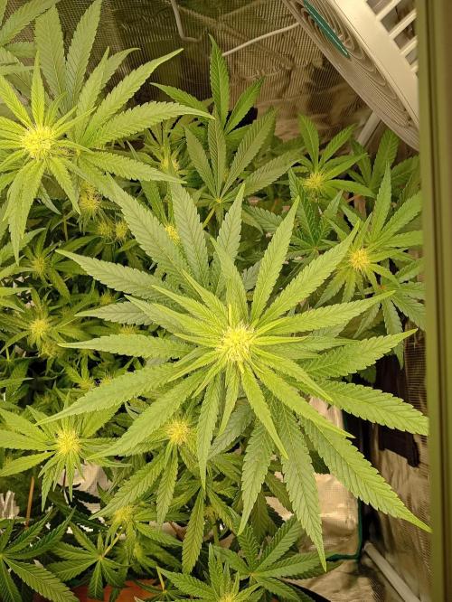 Serendipity Grow #1 - OG Orange. Week 7