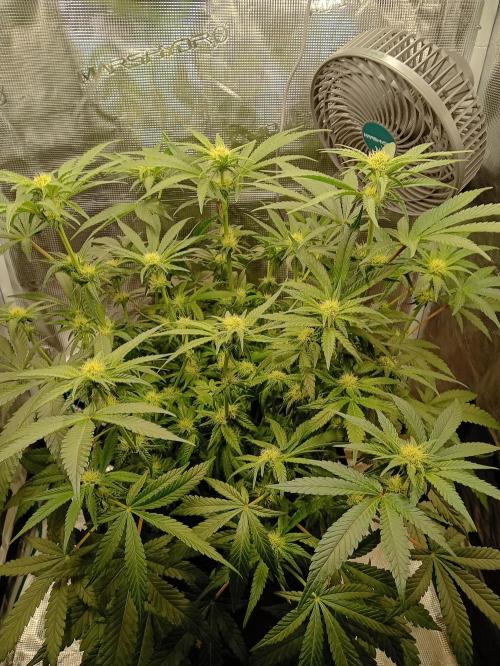 Serendipity Grow #1 - OG Orange. Week 7