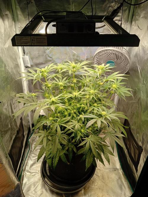 Serendipity Grow #1 - OG Orange. Week 7