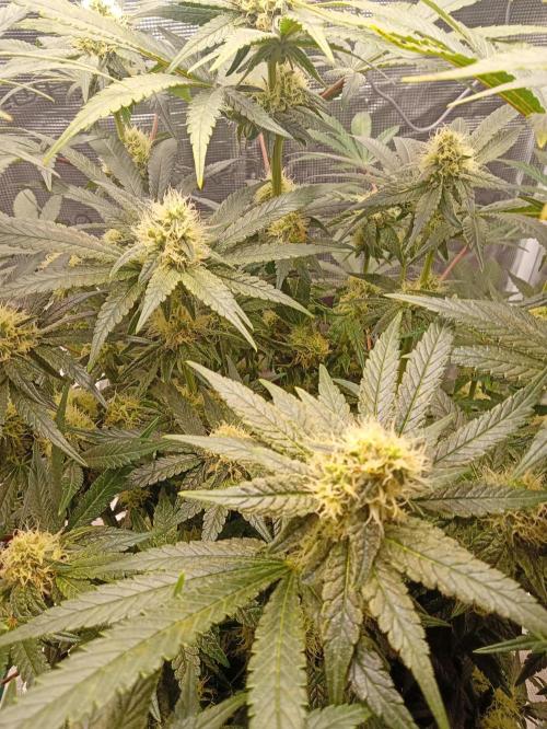 Serendipity Grow #1 - OG Orange. Week 8