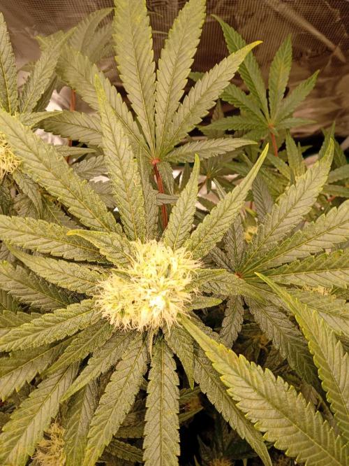 Serendipity Grow #1 - OG Orange. Week 8