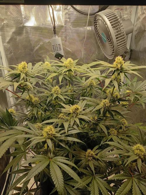 Serendipity Grow #1 - OG Orange. Week 8