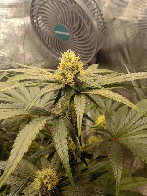 Serendipity Grow #1 - OG Orange. Week 8