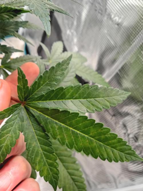 Serendipity Grow #1 - OG Orange. Week 8