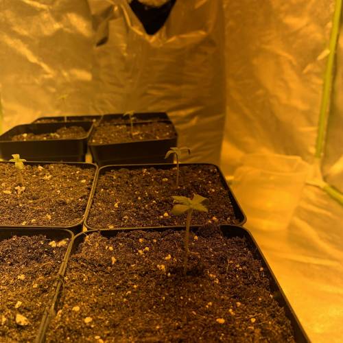 Lsd first grow. Week 1