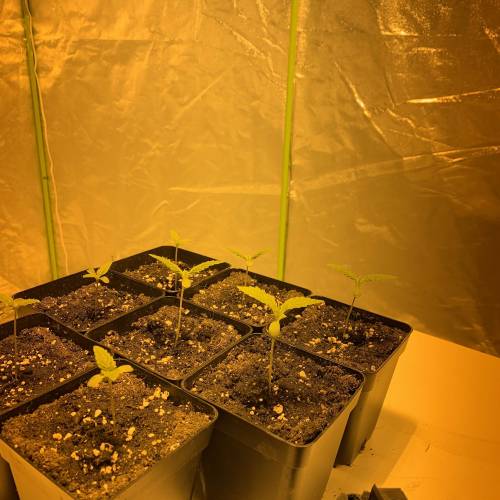 Lsd first grow. Week 1