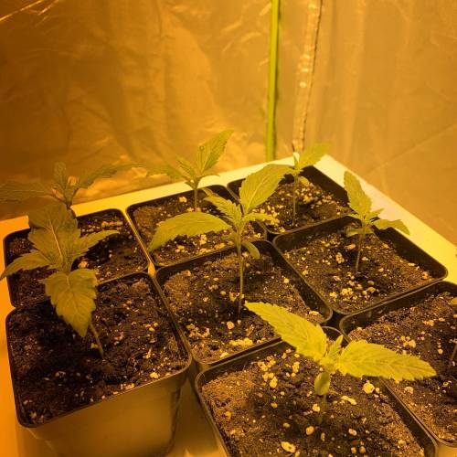 Lsd first grow. Week 1