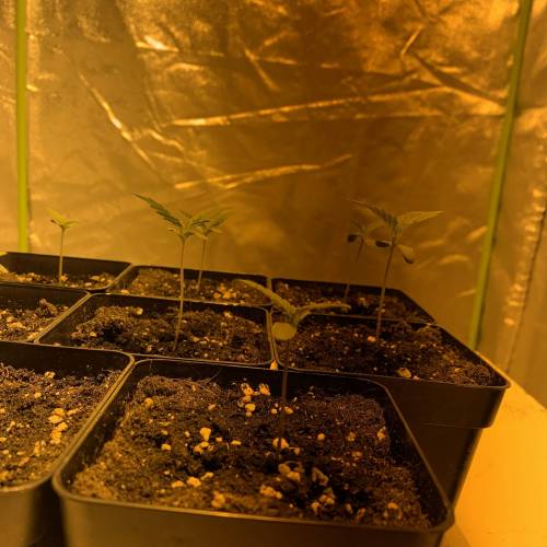 Lsd first grow. Week 1