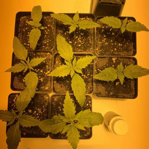 Lsd first grow. Week 1