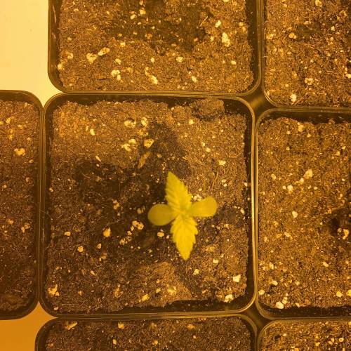Lsd first grow. Week 1