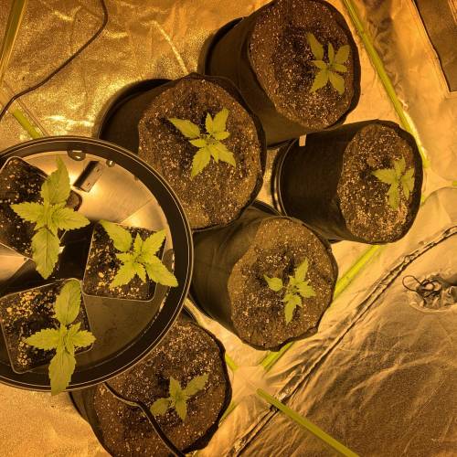 Lsd first grow. Week 1