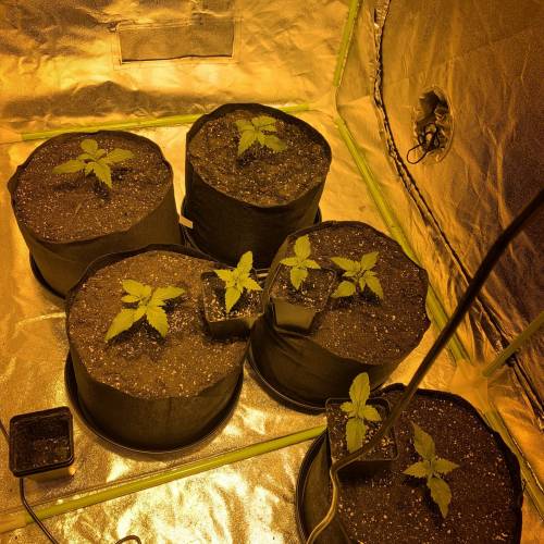 Lsd first grow. Week 1
