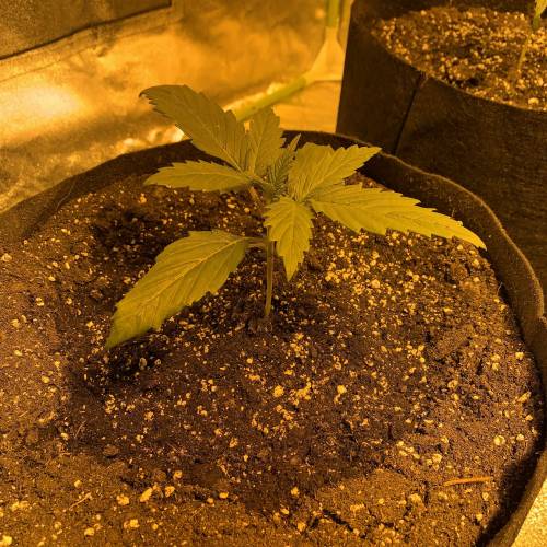 Lsd first grow. Week 1