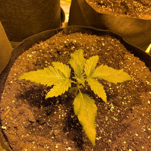 Lsd first grow. Week 1