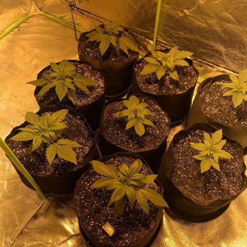 Lsd first grow. Week 1