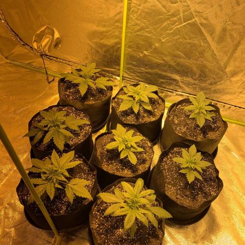 Lsd first grow. Week 1