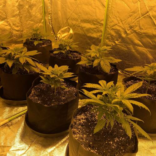Lsd first grow. Week 1