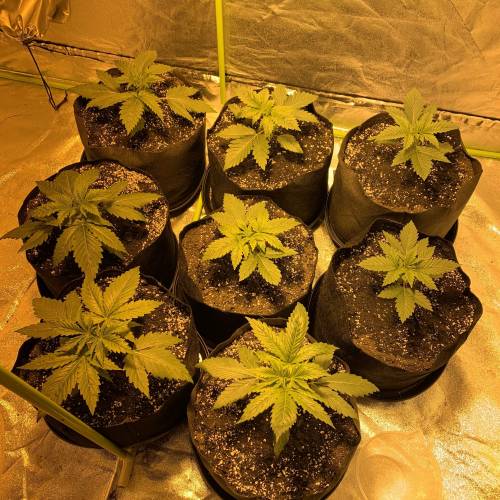 Lsd first grow. Week 1