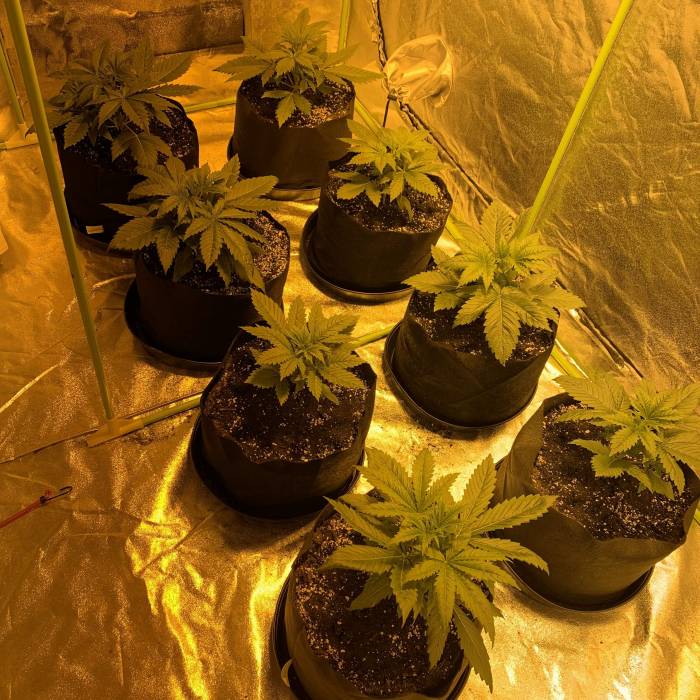 Lsd first grow. Week 3 - 21st of June 