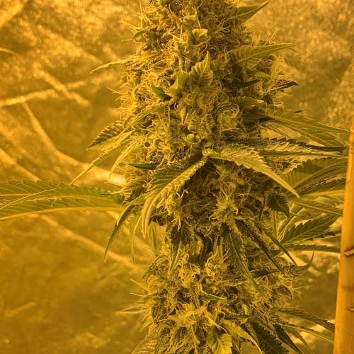 Lsd first grow. Week 11
