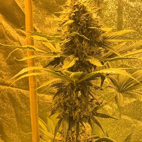 Lsd first grow. Week 11