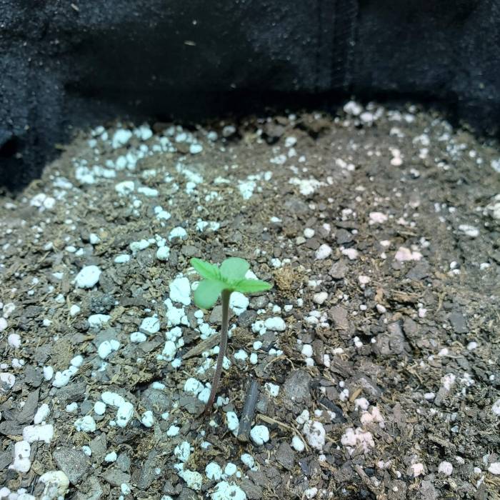 ClosetCheese. Week 1 - Rachele: the strongest plant out of this grow. Born 6/20/19