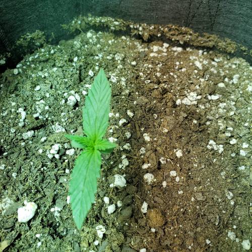 ClosetCheese. Week 2 - Cindy.