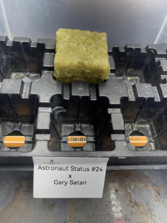 Astronaut Status#24 x Gary Satan. Week 0