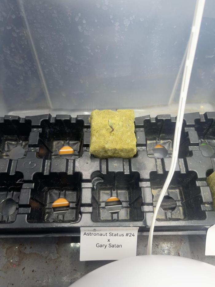 Astronaut Status#24 x Gary Satan. Week 1