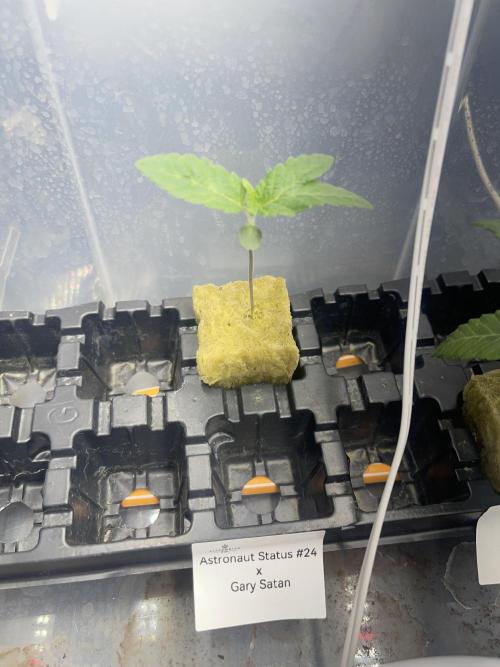 Astronaut Status#24 x Gary Satan. Week 2 - Day 8