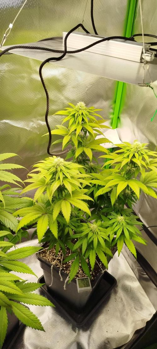 Neuanfang. Week 9 - 13.11