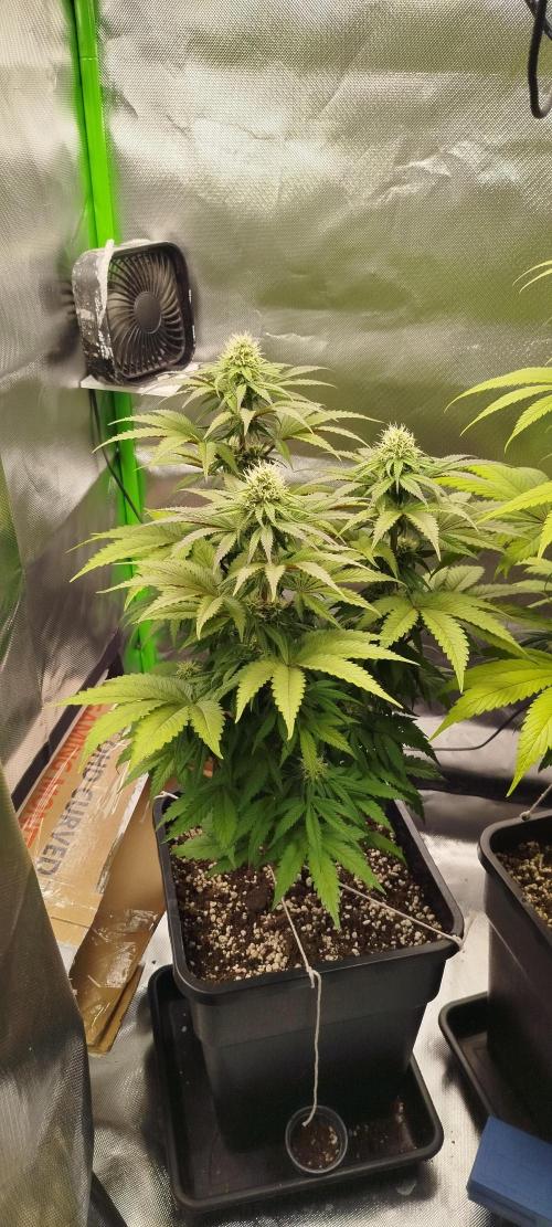 Neuanfang. Week 10 - 20.11