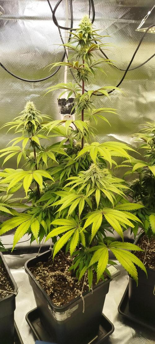 Neuanfang. Week 10 - 20.11