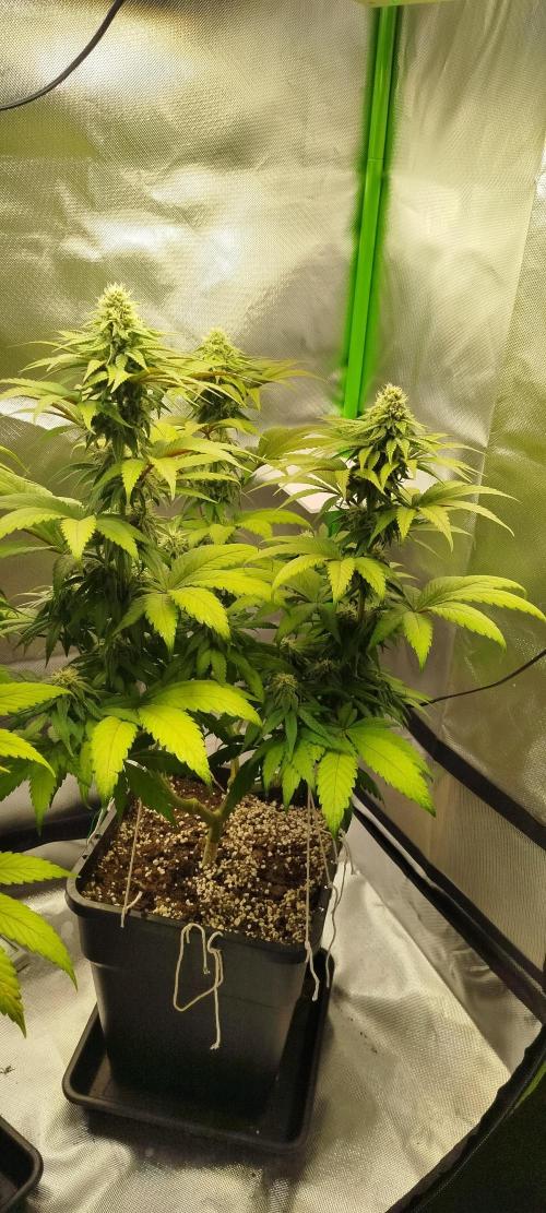 Neuanfang. Week 10 - 20.11