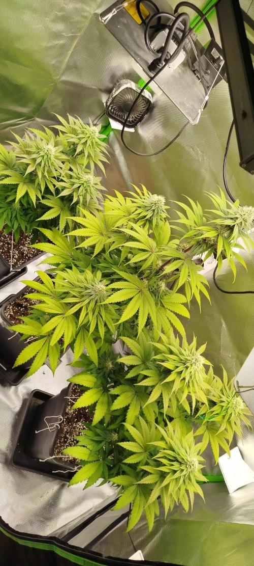 Neuanfang. Week 10 - 20.11