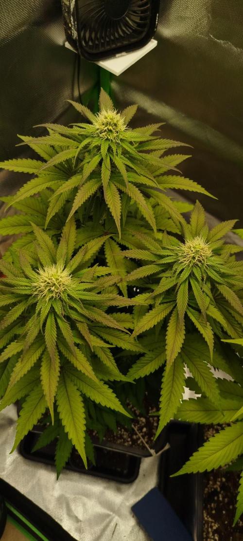 Neuanfang. Week 10 - 20.11