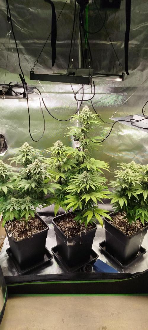 Neuanfang. Week 11 - 27.11