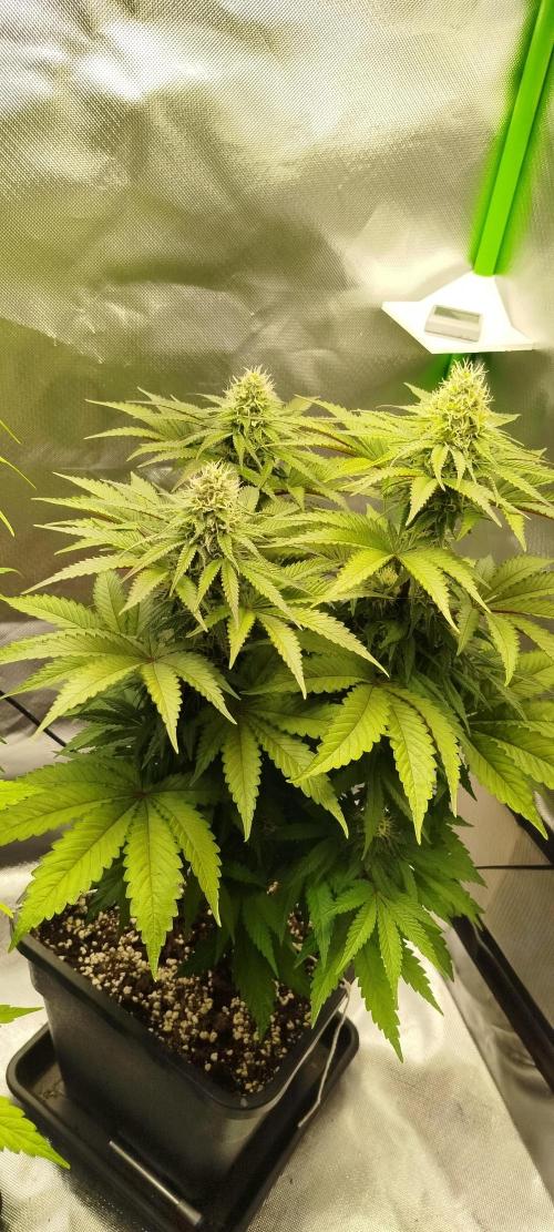 Neuanfang. Week 11 - 27.11