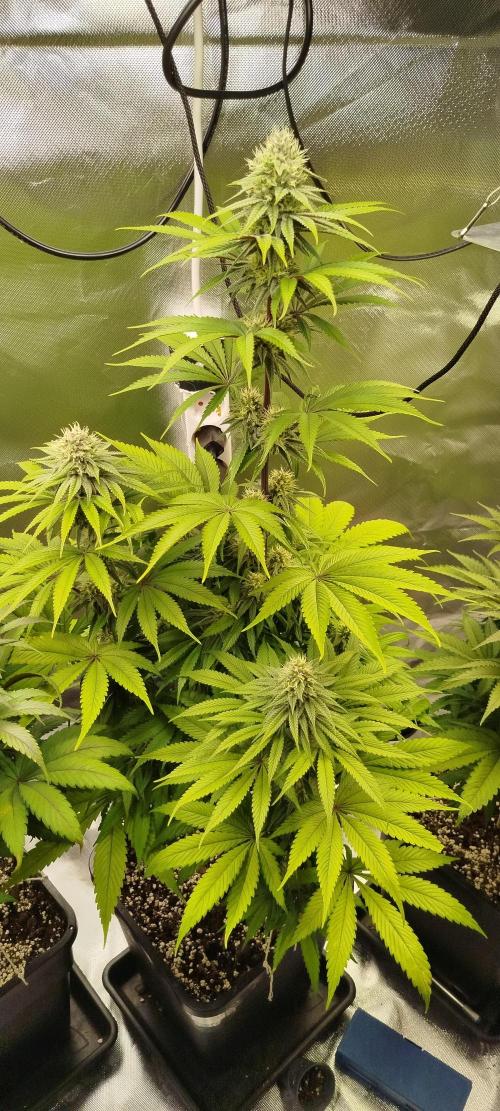 Neuanfang. Week 11 - 27.11