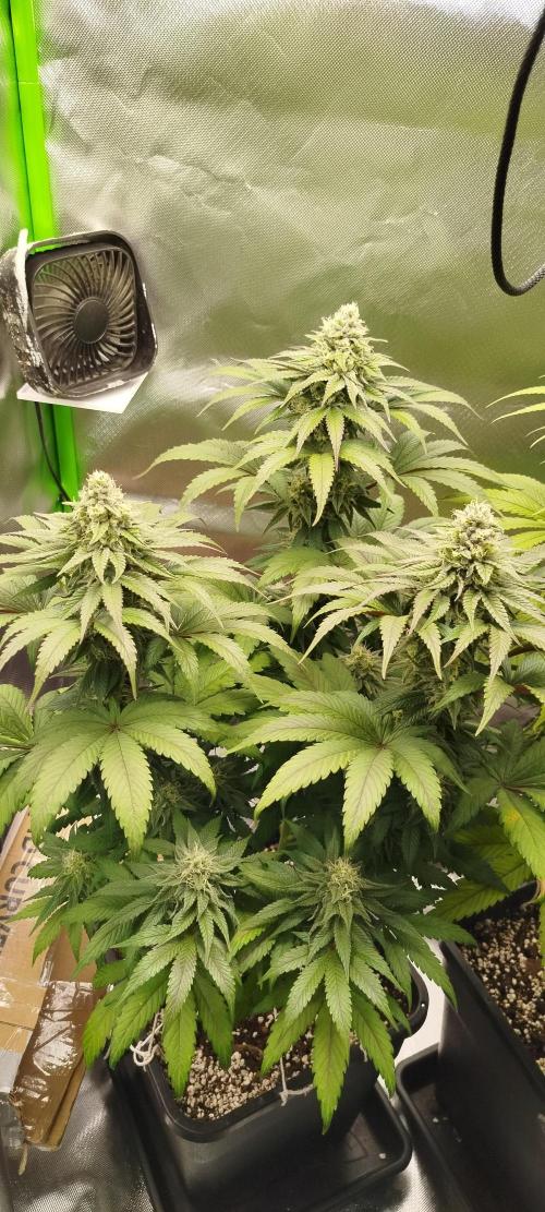 Neuanfang. Week 11 - 27.11