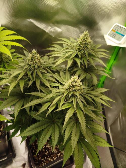 Neuanfang. Week 12 - 4.12