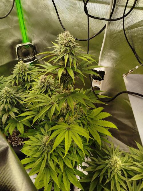 Neuanfang. Week 12 - 4.12